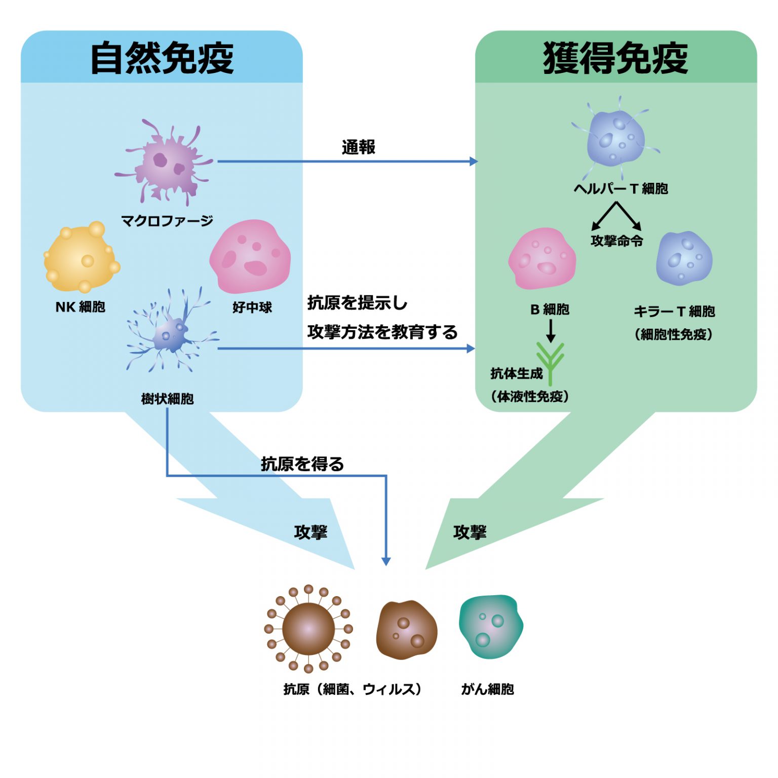 異物反応