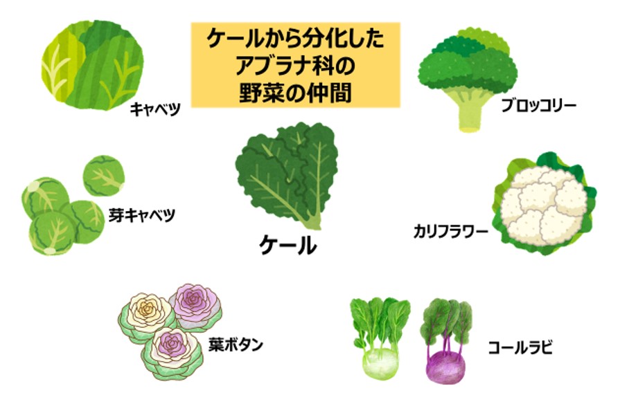 アブラナ科の野菜